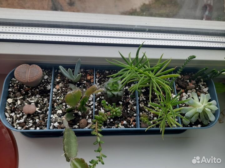 Кашпо/горшок для суккулентов/цветов/кактусов