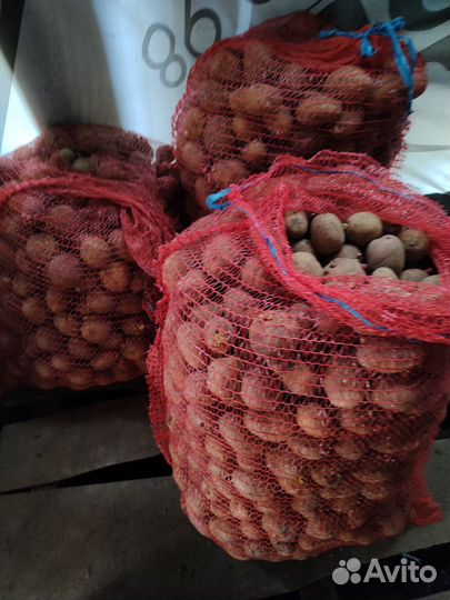 Семенной картофель