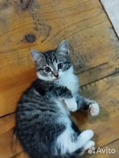 Умная кошка