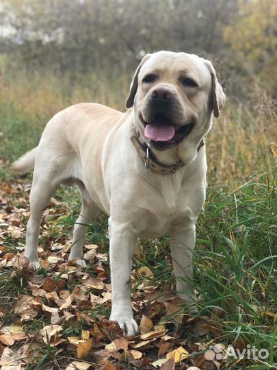 Случка собак