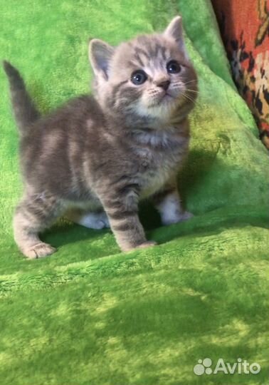 Шотландская кошечка