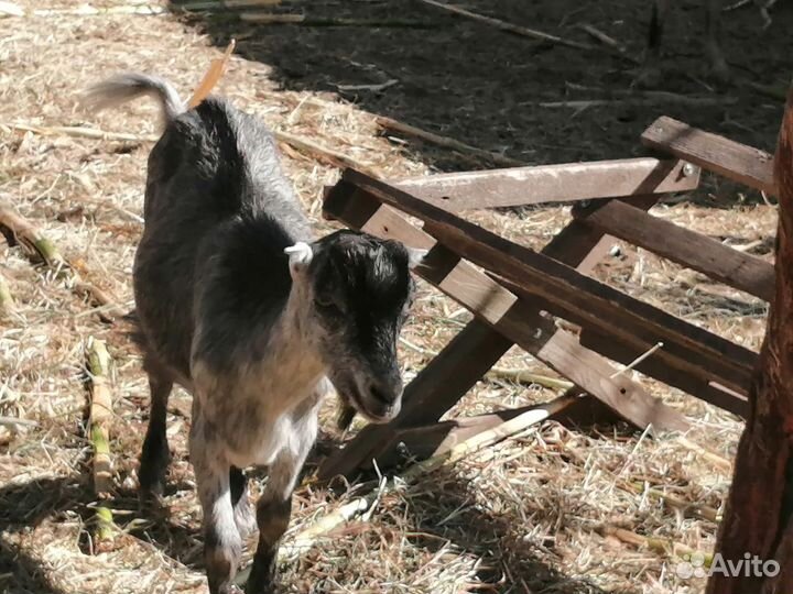 Козел породы альпийской и ламанчий (покрыть 1000)
