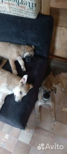 Щенки в добрые руки