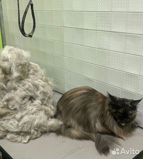 Груминг с выездом на дом