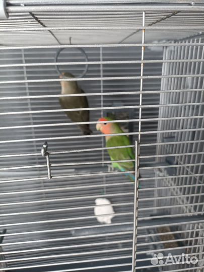 Попугаи неразлучники с клеткой