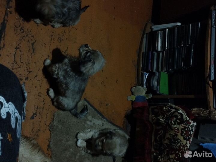 Щенки пекинеса