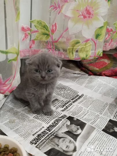 Вислоухий котенок