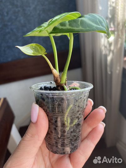 Антуриум Сильвер Блаш (Anthurium Silver Blush)