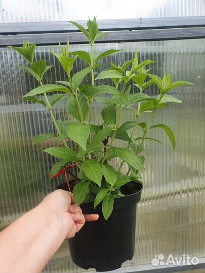 Гортензия метельчатая