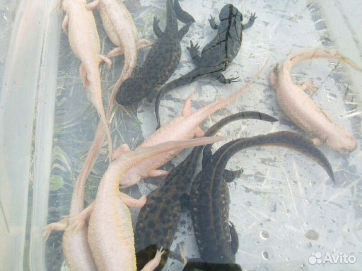 Тритон золотой испанский