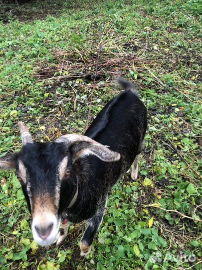 Альпийские козы