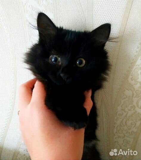 Пушистое чудо