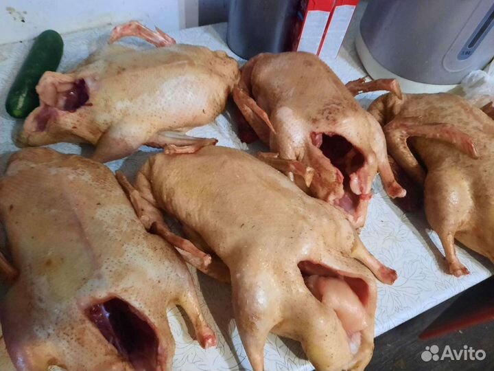 Мясо домашней птицы