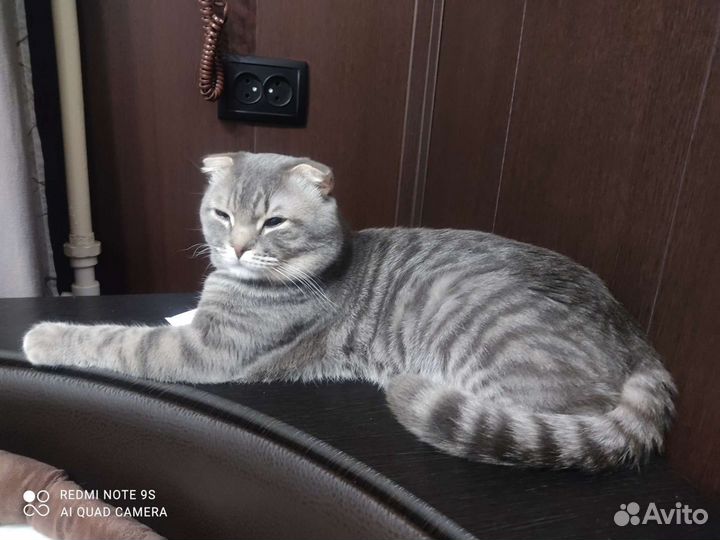 Вязка Шотландский кот