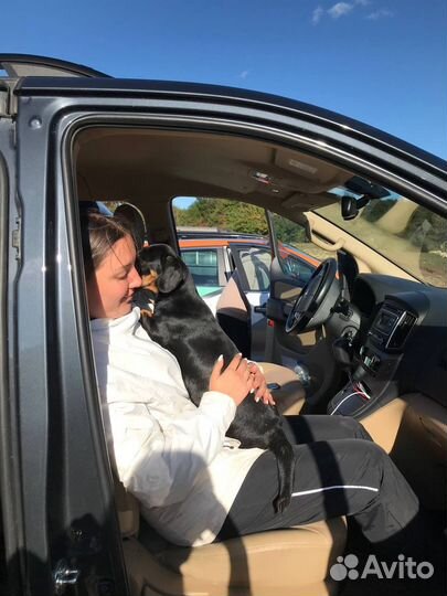 Передержка собак и кошек