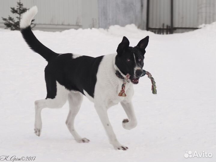 Бобин-черные ушки. Яркий, эффектный молодой пес