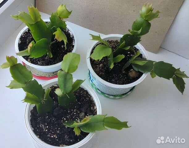 Цветок декабрист