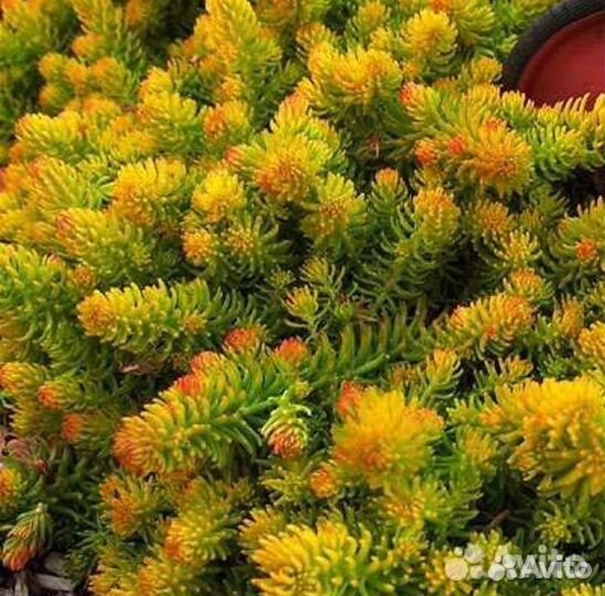 Почвопокровники многолетние