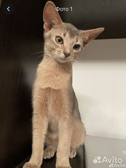 Абиссинские котята девочки