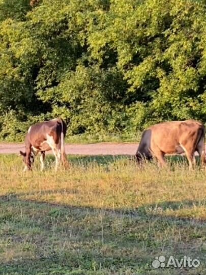 Коровы дойные стельные