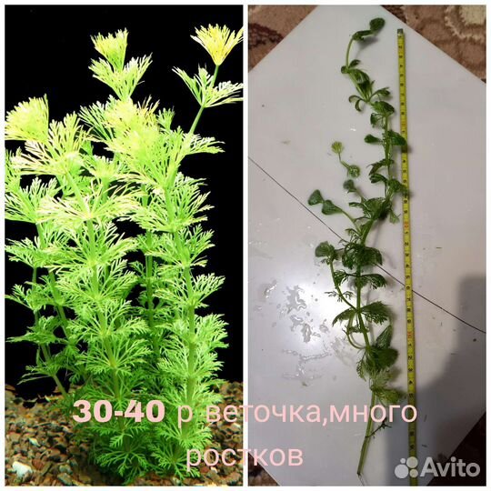 Аквариумные растения,меченосцы,корм для рыб,улитки