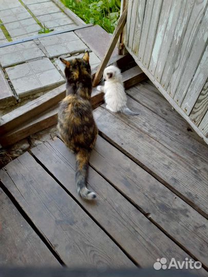 Котята в добрые руки