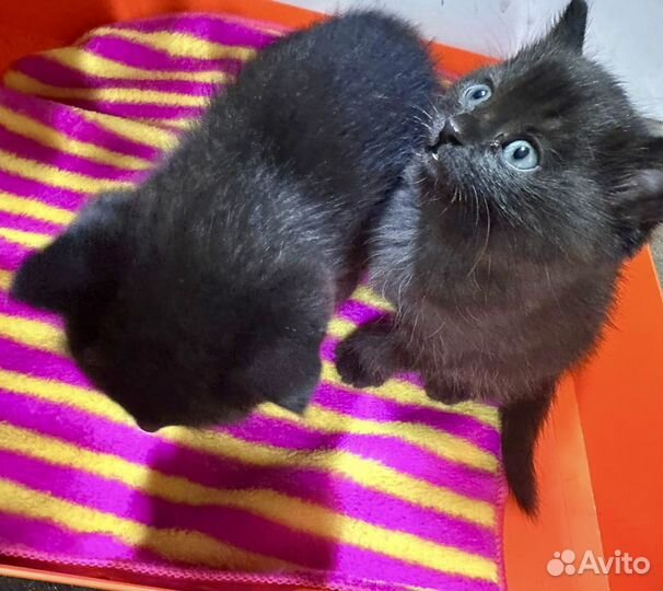 Котята черные