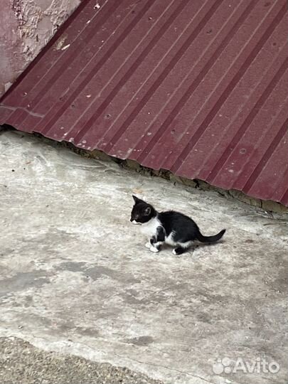 Котята ищут дом