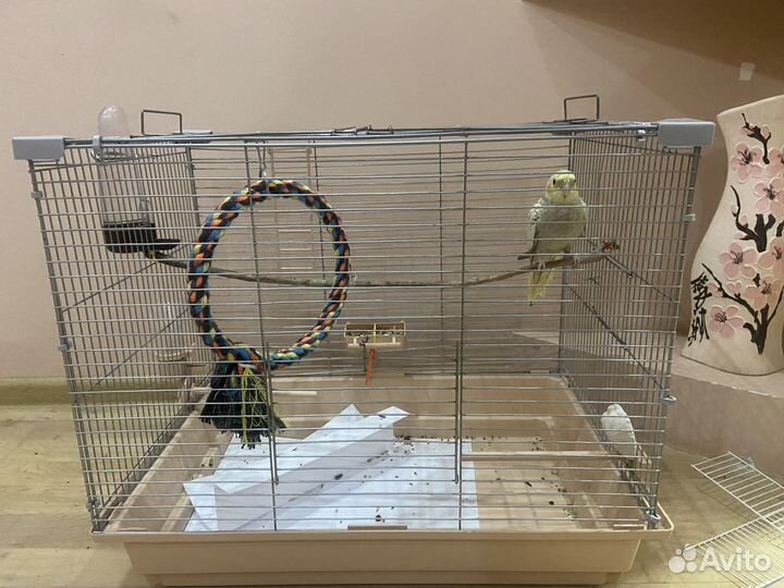 Попугай корелла с клеткой ручной