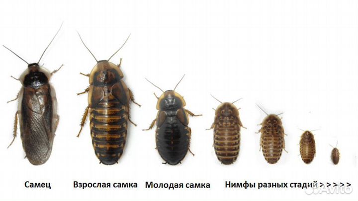 Аргентинский таракан блаптика