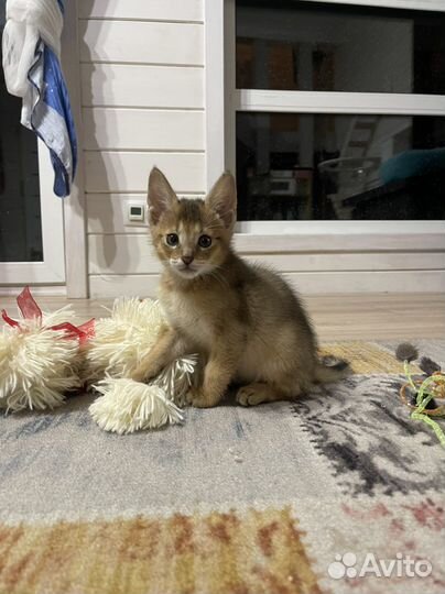 Чаузи f2 и f4, бенгалы