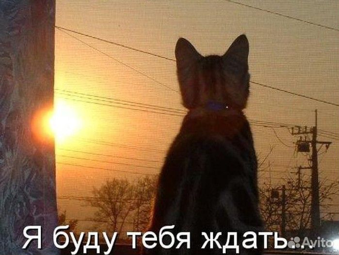 Жалко котика