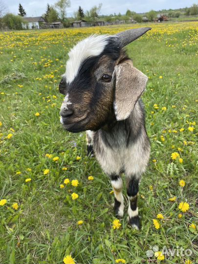 Нубийский козлик