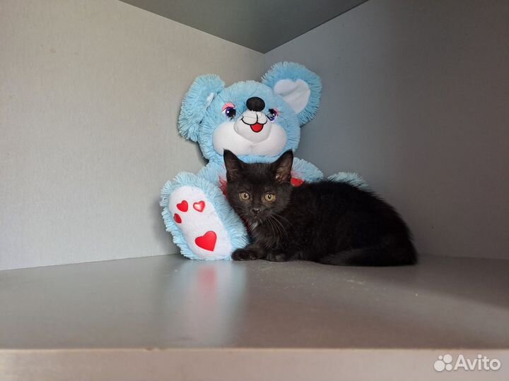 Котики ищут дом