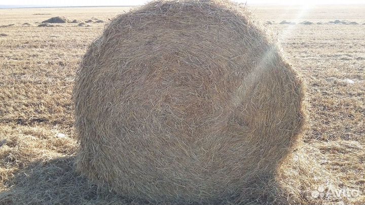 Продажа сена