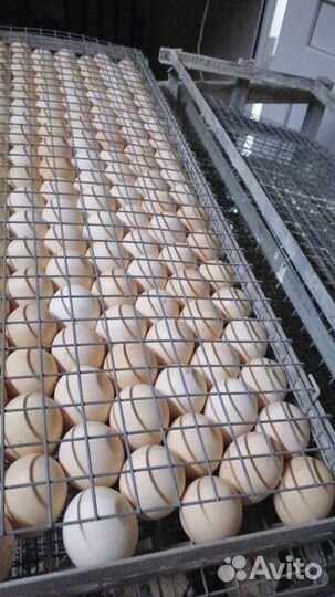 Инкубационное яйцо бройлера росс 308