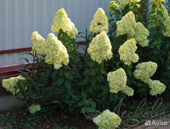 Гортензия метельчатая Полар Бир