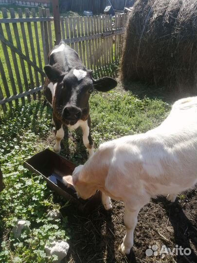 Продам тёлочек