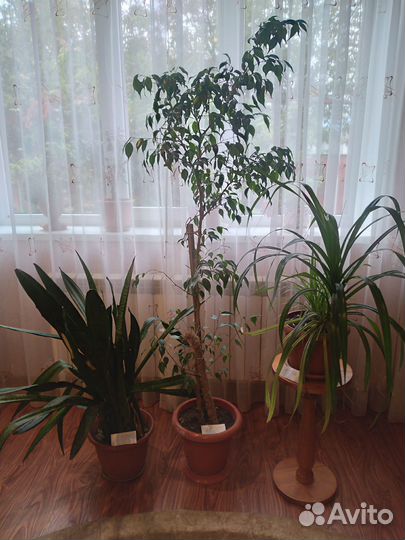 Цветы комнатные