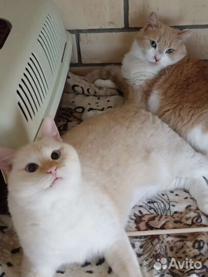 Весёлая парочка кошка и кот. Стерильные