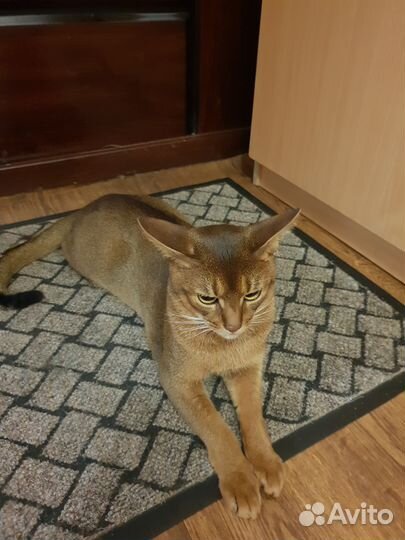 Кот Макс (вязка)