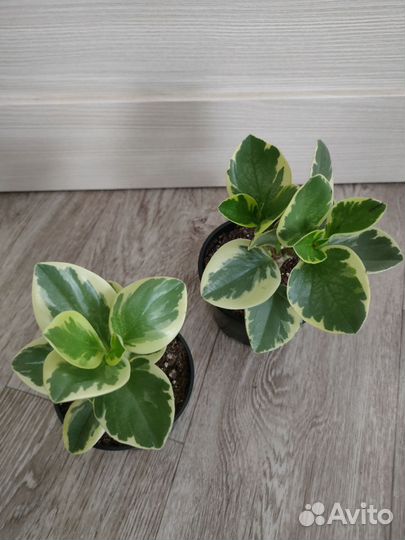 Хамедорея Пеперомия Замиокулькас Кротон Фикус и др