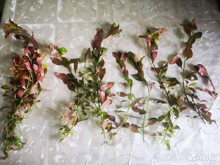 Гуппи мальки, неоны, креветки, растения