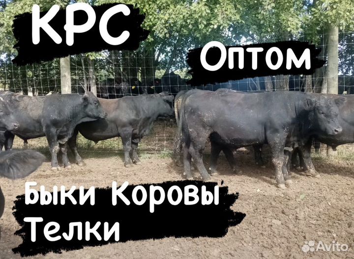 Быки Коровы Телки