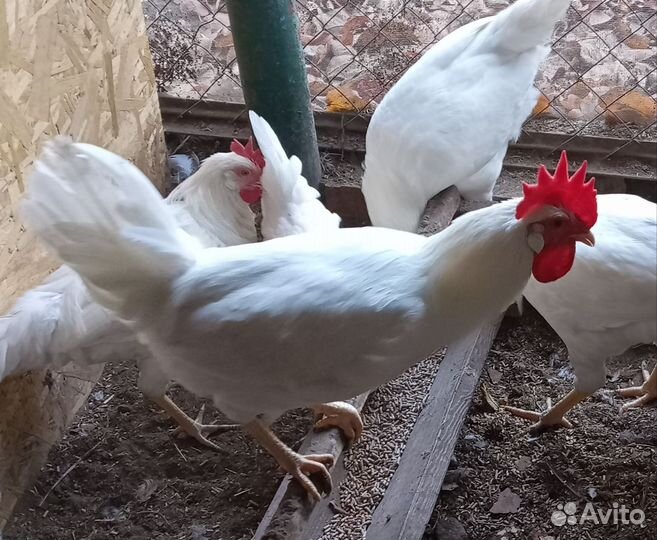 Молодые петушки Легорнов