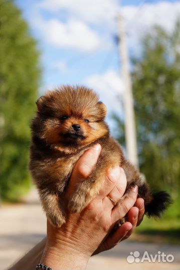 Померанский шпиц