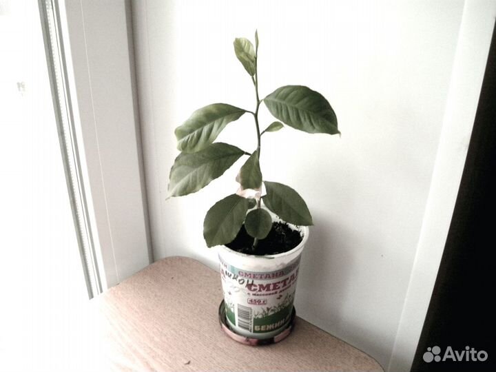 Лимон (лимонное дерево) растение в горшке