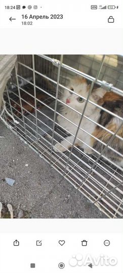 Кошки в добрые руки