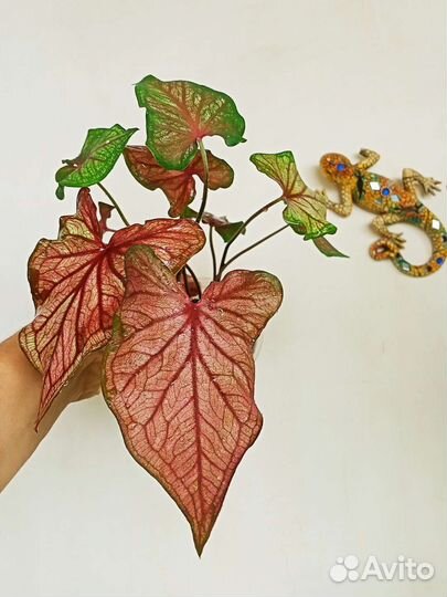 Каладиум Thai Beauty/ Desert Sunset/ Grey Horst