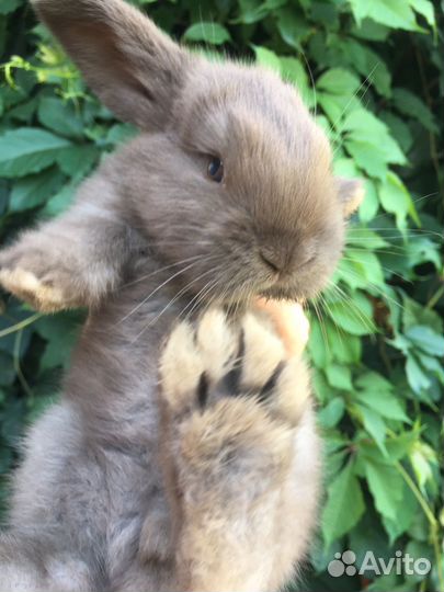 Французский баран